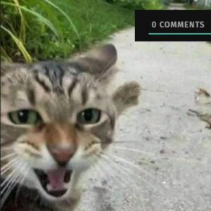Cat-pointing-at-no-comments